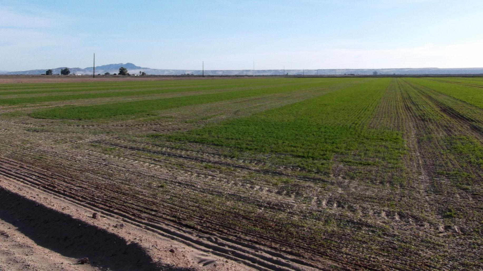 Water bailout? Colorado River tribes pose statewide leasing idea